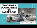 How to Choose a Dog Harness for Large Dogs ["NO PULL" Truth REVEALED!]