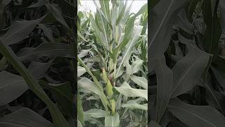 ভটটর কষত