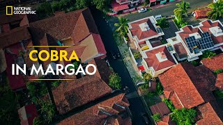 Cobra in Margao | Snakes SOS: Goa’s Wildest | Full Episode | S02-E09 | National Geographic