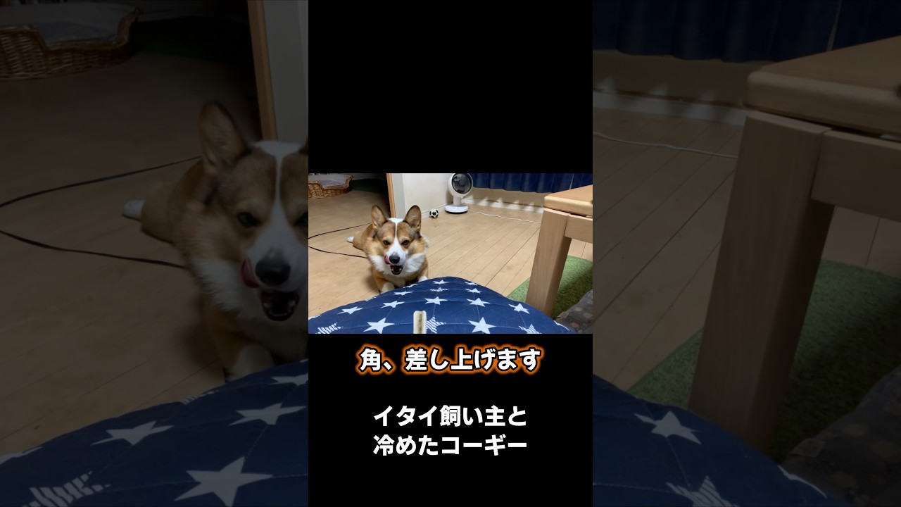 Corgi] An annoying owner and a cold dog #corgi #shorts VOICEVOX