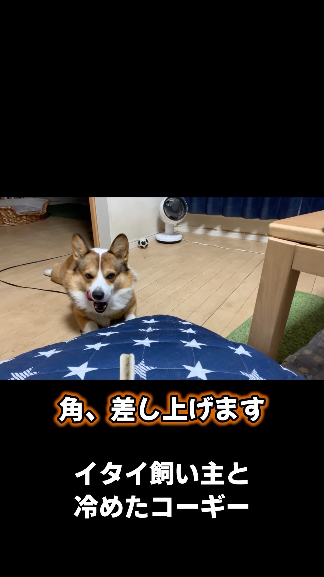 Corgi] An annoying owner and a cold dog #corgi #shorts VOICEVOX
