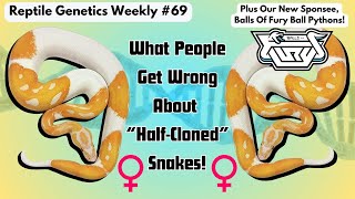 Nature's Half-Cloned Pythons! - Reptile Genetics Weekly, Ep 69