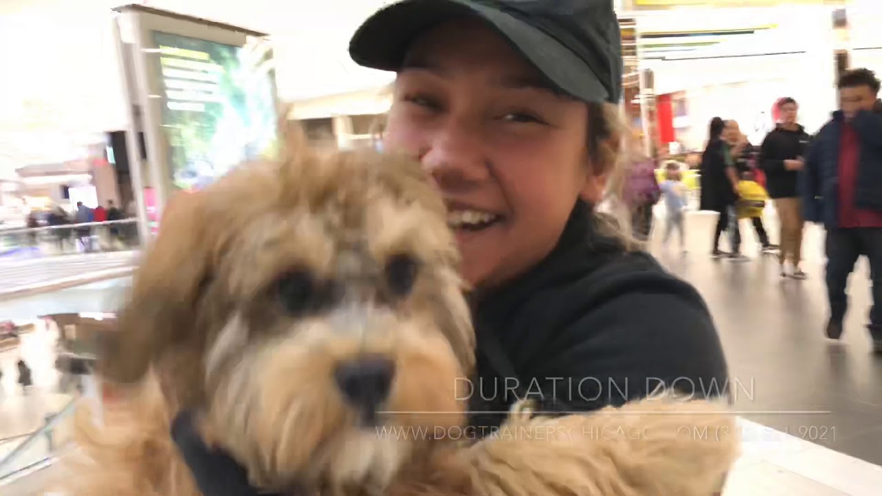 Best Dog Training in Chicago! 6 Month Cockapoo, Harry! - YouTube