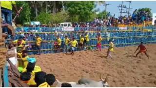 Trichy allithurai jallikattu seripaintha kalai spike