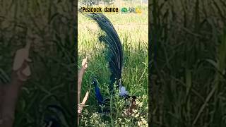 Peacock dance🦚💫🎶#youtube#ytshorts #peacock#pavosgratis#bluepeacock#trendingshorts#shortfeed#sound