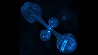 A small plant with mighty signals - plants transmit wounding information to distal leaves screenshot 3