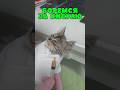 Помогаем крошечной, но такой несчастной кошечке из санатория. Кормим из шприца, отказывается сама