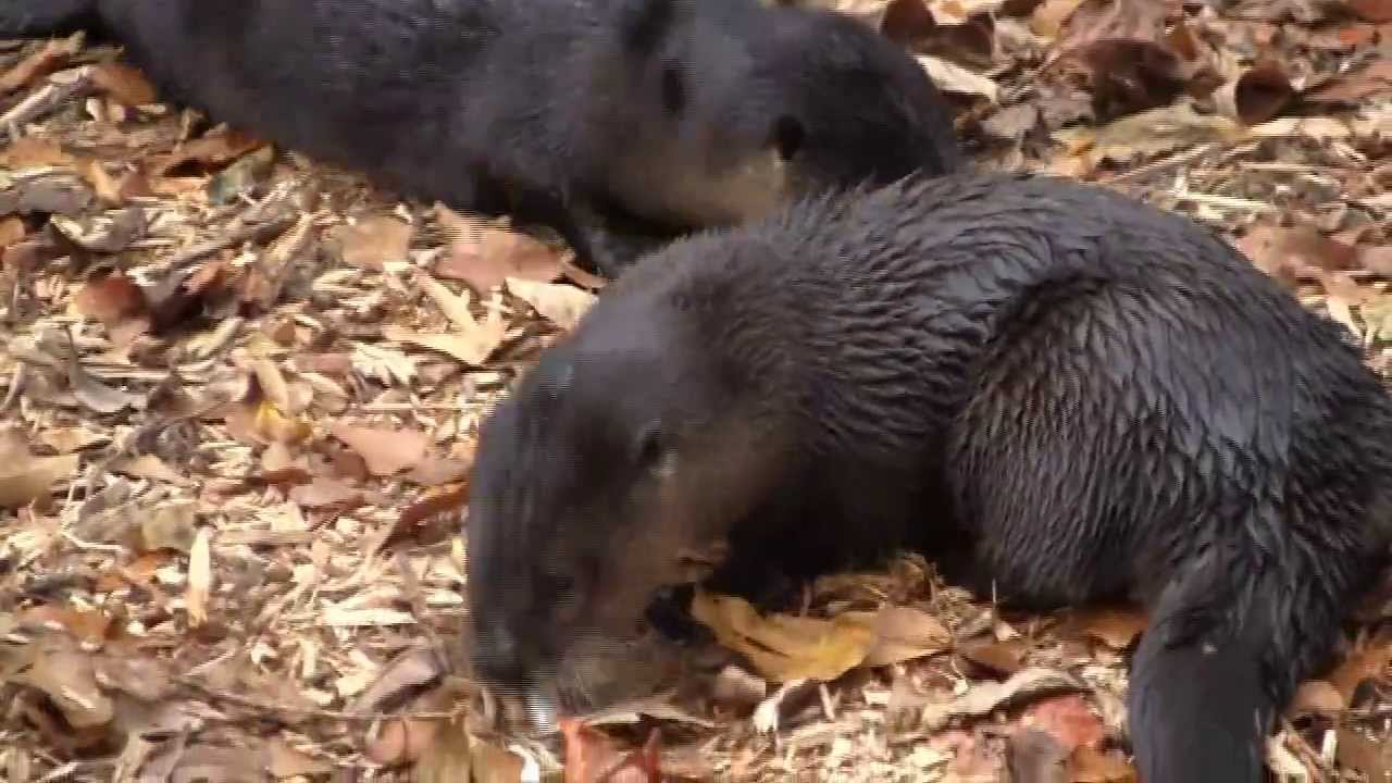 Tennessee Aquarium's Otters at the Chattanooga Nature Center - YouTube
