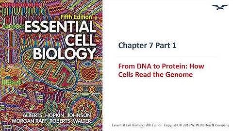 (BC PCB 3023) Chapter 7 From DNA to Protein Part 1
