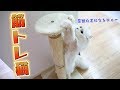 猫が夜な夜な筋トレしてる疑惑が浮上しました。