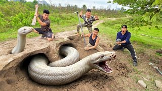 Expert Bravely Digs Up and Captures a Giant White Python
