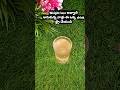 Weight loss magic drink 🍻🍻 #weightloss #weightlossjourney #pcod #pcos #detox #detoxjuice #viralvideo