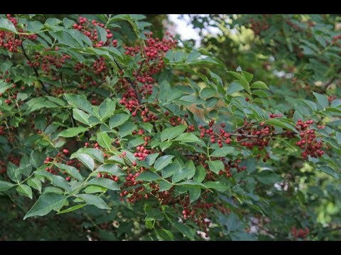 Seven districts in Province 7 favourable for szechuan pepper farming