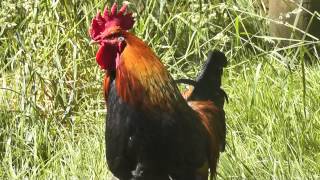 Rooster Crowing Loud In The Morning !