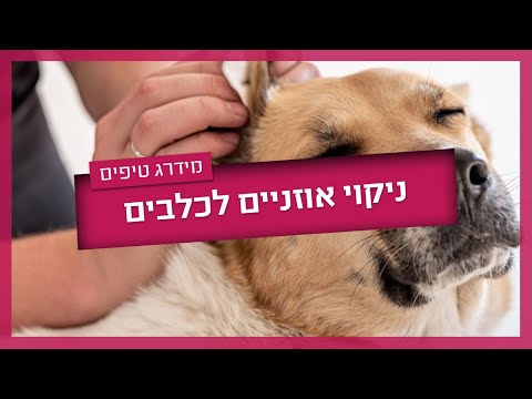 וִידֵאוֹ: האם לכלב שלי יש דלקת אוזניים?