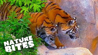 Young Tigers Explored Their New Habitat Alongside Father | Nature Bites