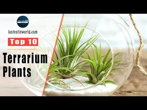 Top 10 Terrarium Plants