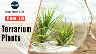 Top 10 Terrarium Plants