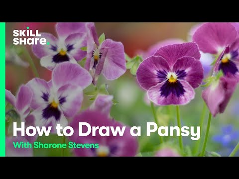 Florals for Beginners: Drawing a Pansy