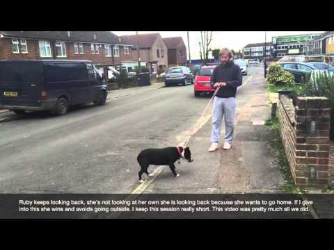 Staffordshire Bull Terrier:
