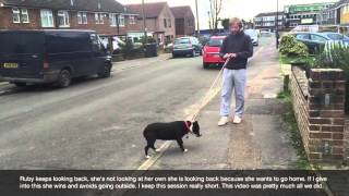 Staffordshire Bull Terrier: Afraid to walk outside.