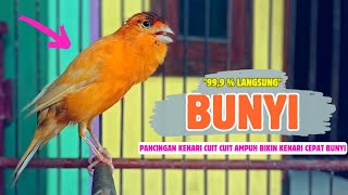 Suara PANCINGAN KENARI Paud BeLajar BUNYI NgeriwiK || MASTERAN KENARI Paud Cepat Gacor || Part 120