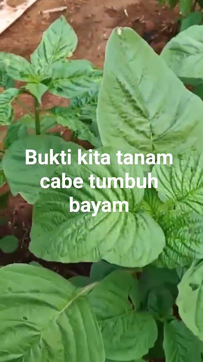 pohon cabai yang di kelilingi pohon bayam#cabaihijau #dj #farming #petanimilenial #djremix