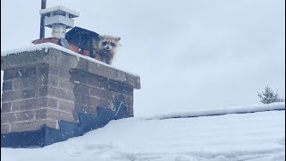 You're Telling Me This Isn't a Hollow Tree? | Mother Raccoon Lives In A Chimney