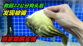 救活22公分斑馬狗頭魚之後發現疑似被騙魚的嘴裏好像少顆牙