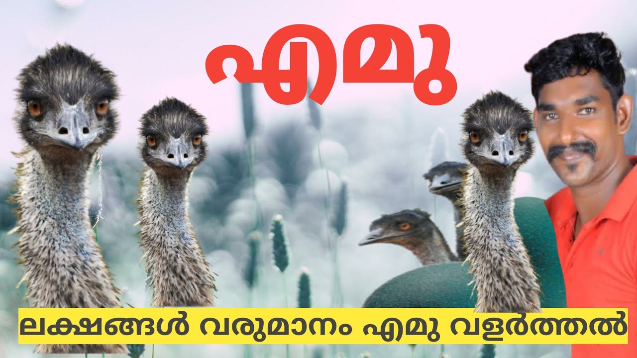 എമു വളർത്തൽ ലക്ഷങ്ങൾ വരുമാനം🐦🐧🐓