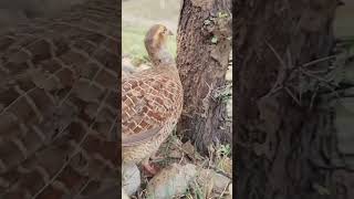 amazing murgi chuja 🐤 #viral #shorts #funny #comedy #trending #Amazing #travel #food #murgi