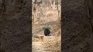 Sun bear vs tiger ‼️