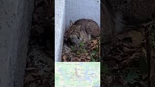 catrescue Bobcat in Wildwood, FL may need help. BigCatRescue carolebaskin bo