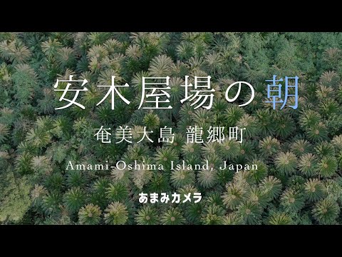 安木屋場の朝 - 奄美大島 龍郷町（ドローン空撮 4K）