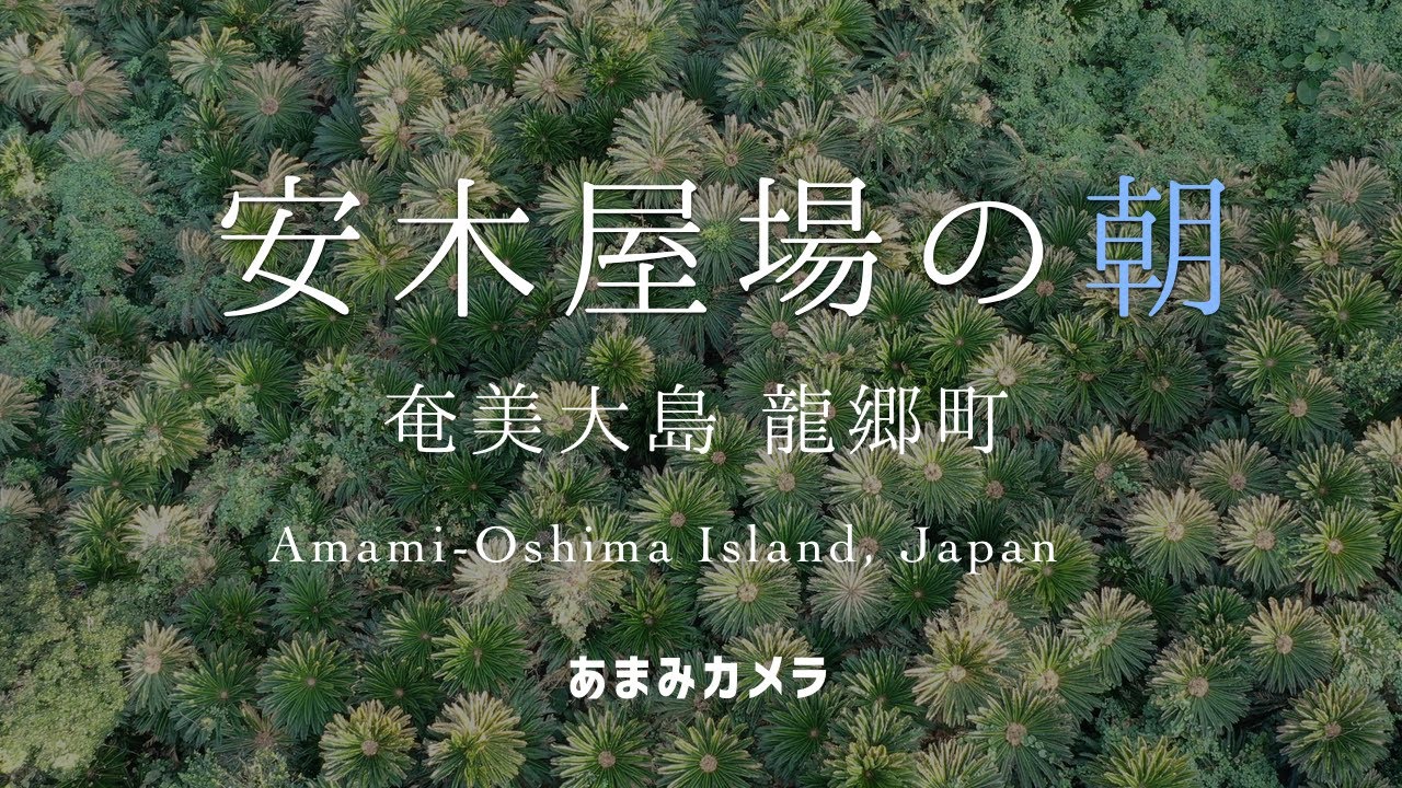 安木屋場の朝 - 奄美大島 龍郷町（ドローン空撮 4K）