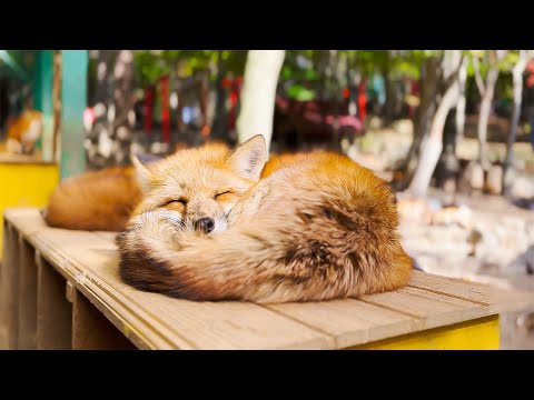 100匹以上が放し飼いのキツネ村に行ってみた🦊💓 | 宮城蔵王キツネ村 | ASMR