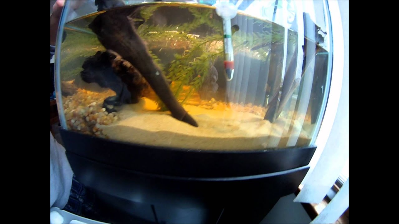 sunkissed copper Vivarium and Cory cats