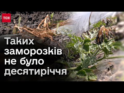 Видео: 😰🍒 Лише три години морозу, а наслідки не злічити! Аграрії у відчаї, ще такого не бачили!