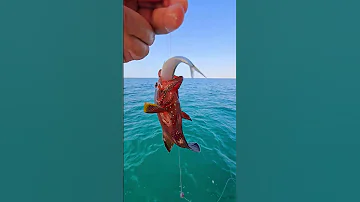الطعم قد السمكة تعلم فنون الصيد Fishing Fisherman بحر سمك 