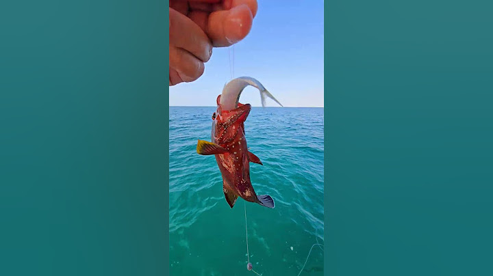 الطعم قد السمكة 🤣🤣 #تعلم_فنون_الصيد #fishing #fisherman #بحر #سمك
