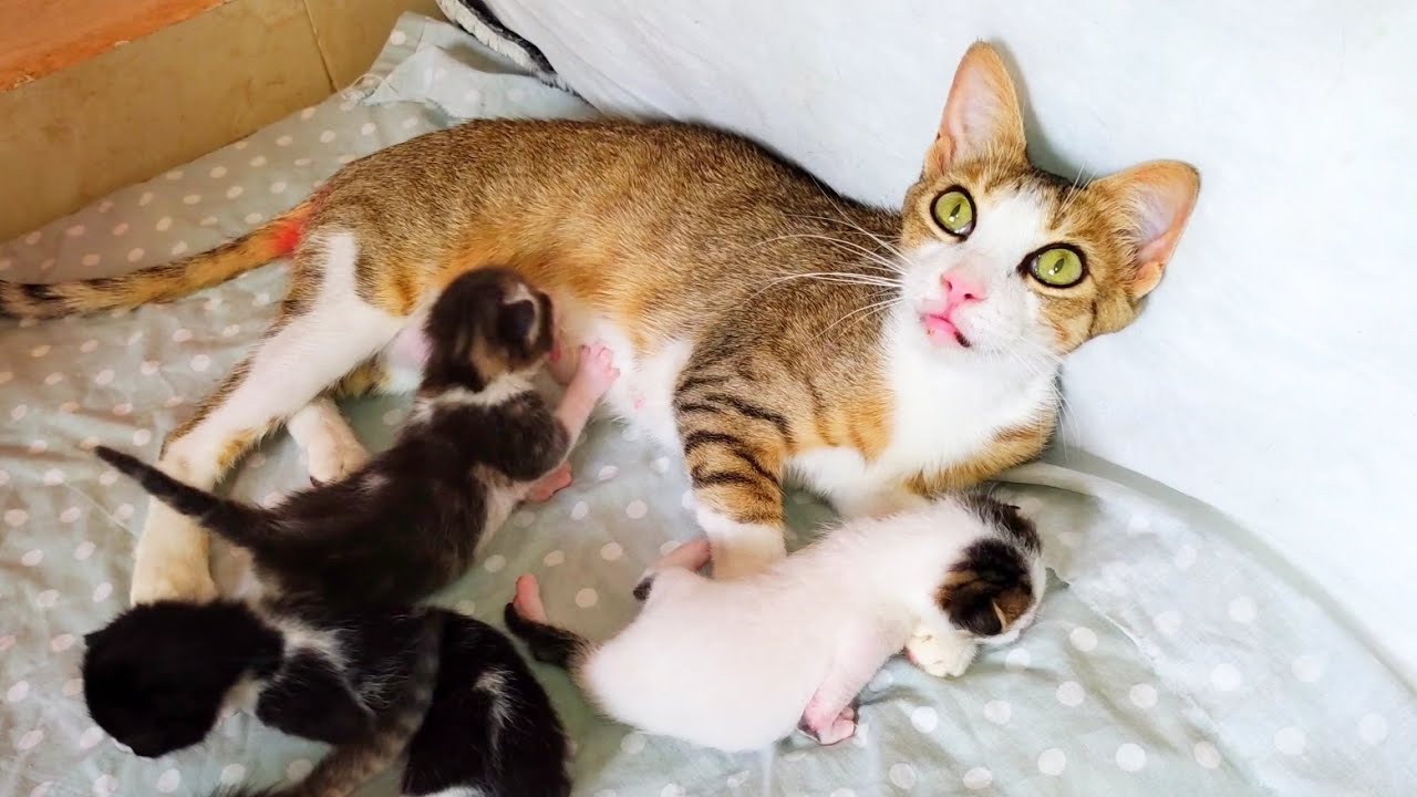 When the rescued mother cat thanks me for changing the bed of her 5 newborn kittens YouTube