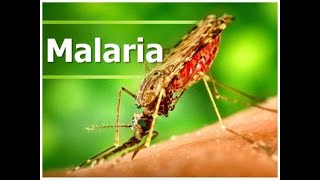 دورة حياة بلازموديوم الملاريا العائل الأساسى (أنثى بعوضة الأنوفليس)  والعائل الوسيط (الإنسان)
