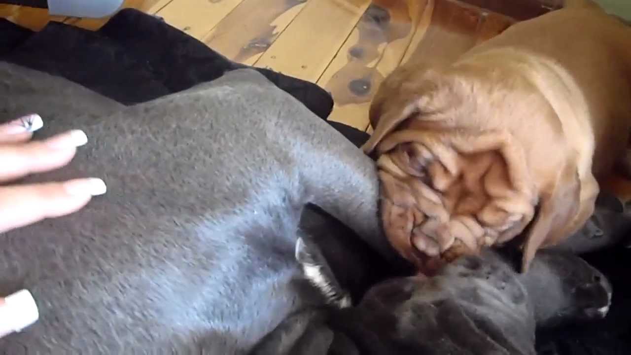 Dogue De Bordeaux Vs Cane Corso Youtube