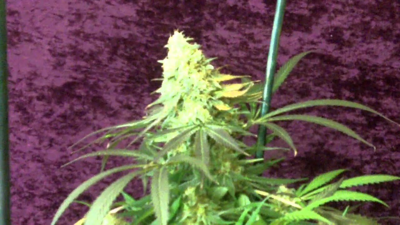 Qleaner 2 @ Hdogs.MOV