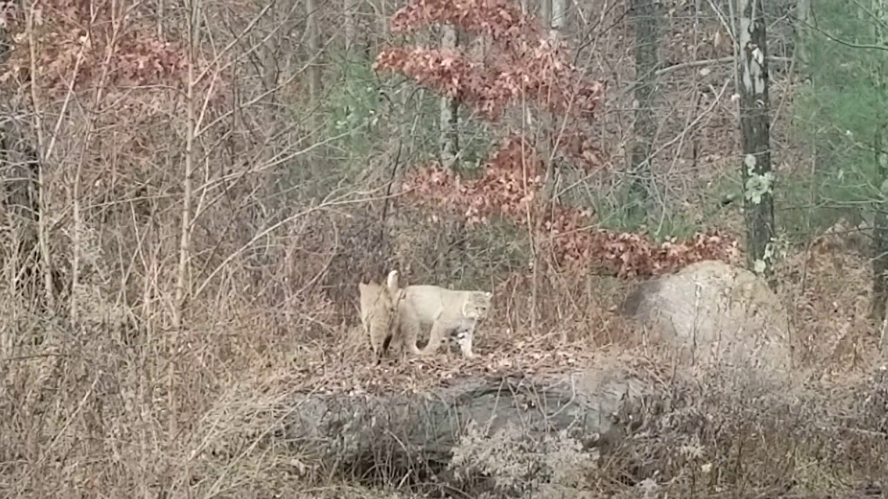 Bobcats in northern NJ YouTube