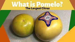 Wat is een pomelo? | De grootste citrusvrucht