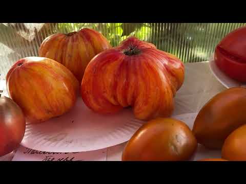 Закрываем сезон 2025 года Финальный сбор урожая с томатных грядок