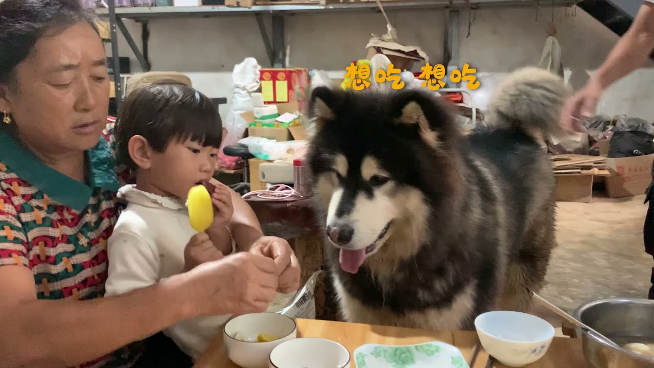 大王和小孩争宠全是为了肉 Dawang and the child are all fighting for the meat丨Apenjie with Dawang