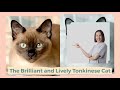 The Brilliant and Lively Tonkinese Cat の動画、YouTube動画。