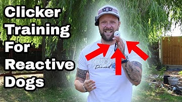 Clicker Training For Reactive Dogs - Everything You Need To Know